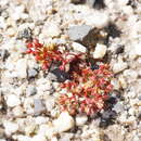 Image of <i>Crassula <i>decumbens</i></i> var. decumbens