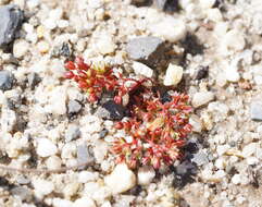 <i>Crassula <i>decumbens</i></i> var. decumbens resmi