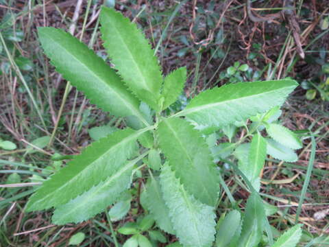 Image of Haloragis erecta subsp. erecta