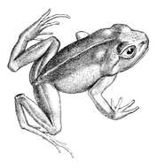 Image of Island Spiny-chest Frog