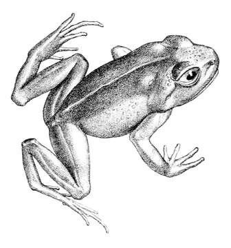 Image of Island Spiny-chest Frog