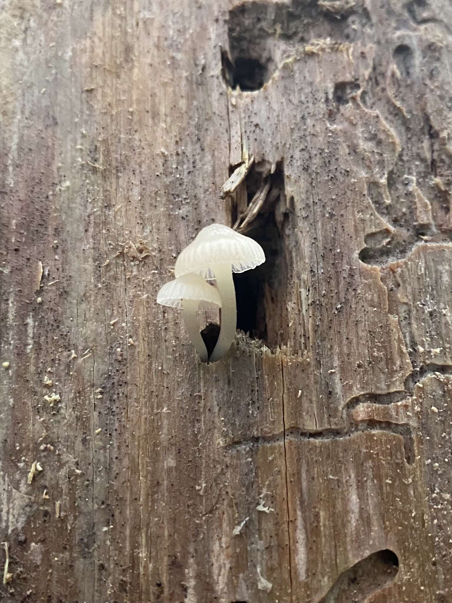 Image of Mycena laevigata Gillet