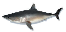 Image of Porbeagle