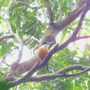 Image of Vanuatu Kingfisher