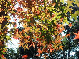 صورة Acer oliverianum subsp. formosanum (Koidz.) E. Murray