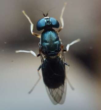 Image of Cephalochrysa hovas (Bigot 1859)