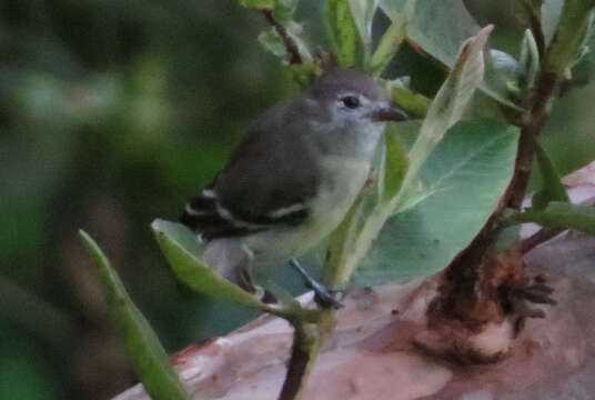 Image of White-banded Tyrannulet