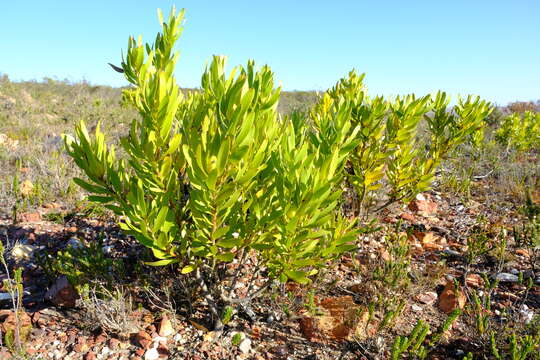 Image of Leucadendron cryptocephalum Guthrie