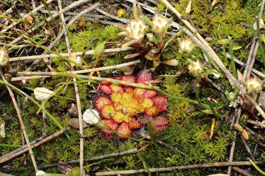 Image of Drosera lowriei N. Marchant