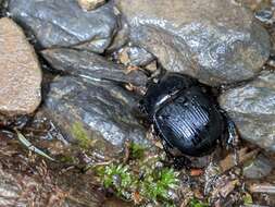 Image of Phelotrupes (Eogeotrupes) formosanus (Miwa 1930)