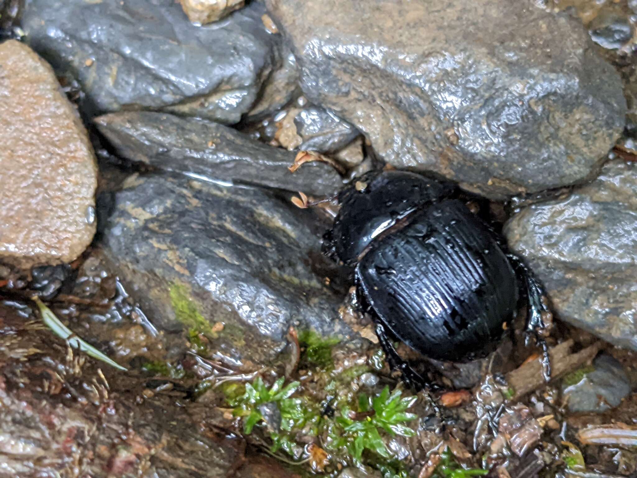 Image of Phelotrupes (Eogeotrupes) formosanus (Miwa 1930)