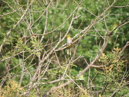 Image of Yellow-throated Bulbul