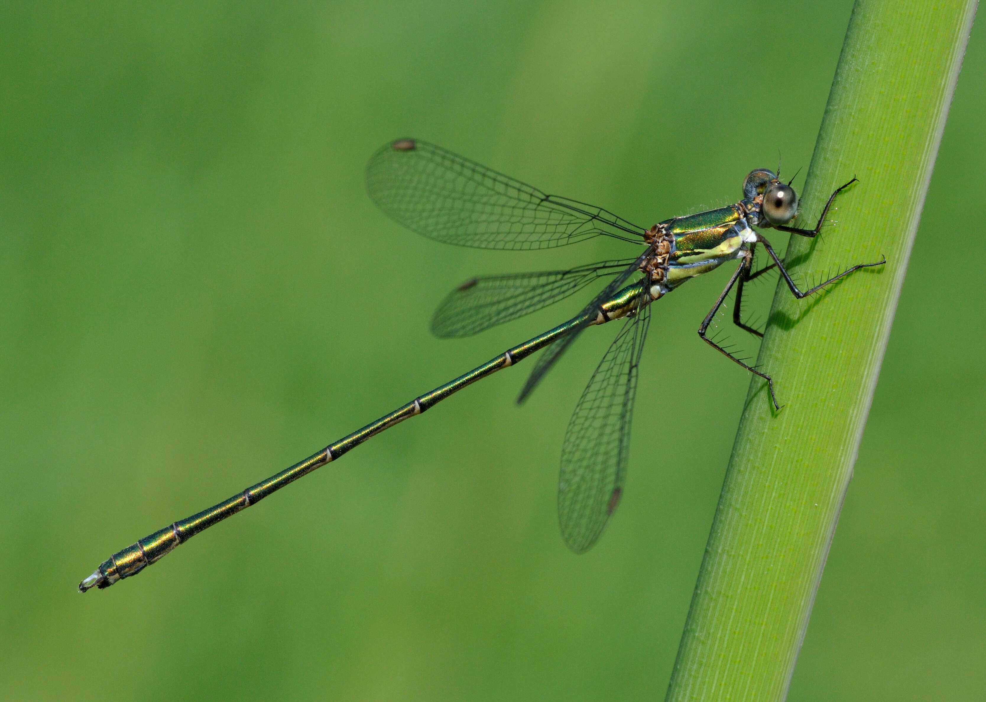 Image of Chalcolestes Kennedy 1920