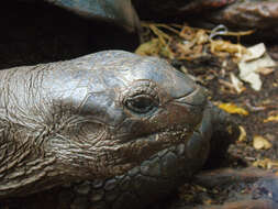 Image of Aldabrachelys