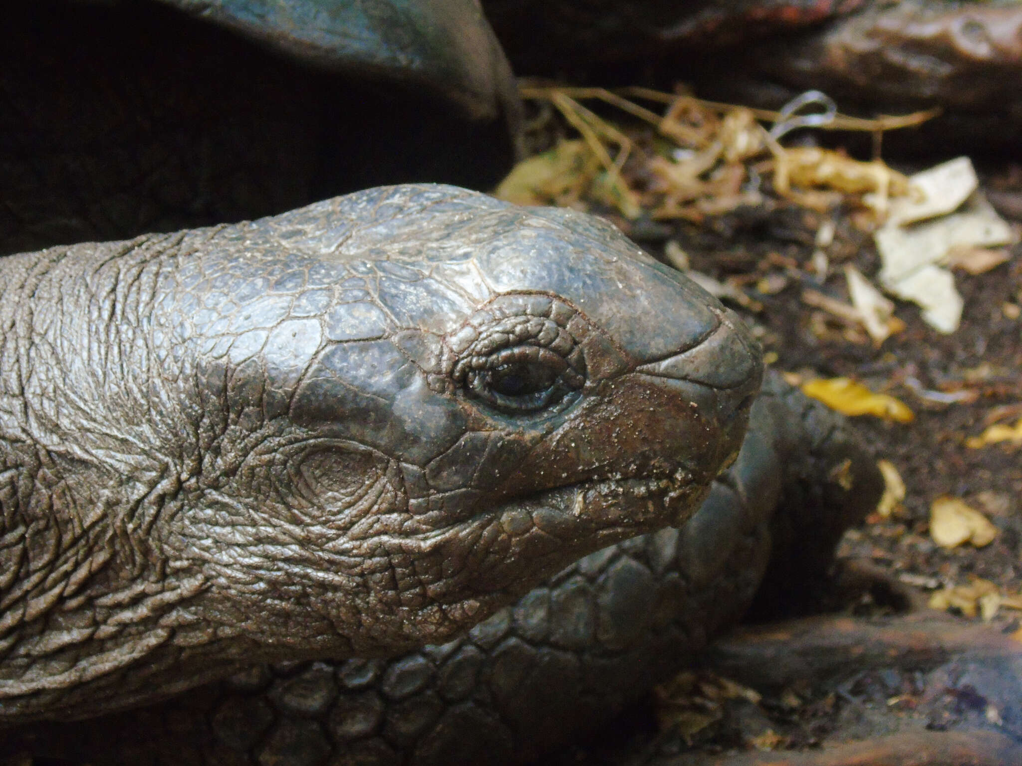 Image of Aldabrachelys