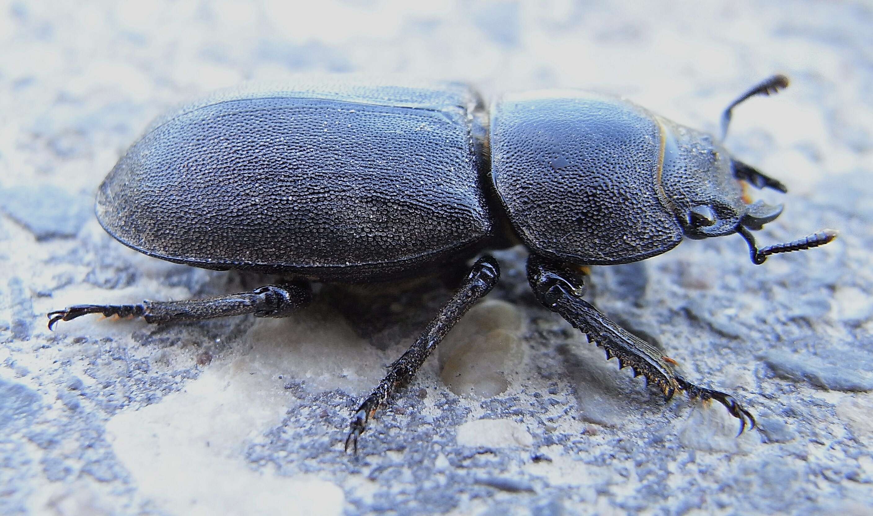 Image of Dorcus parallelipipedus (Linnaeus 1758)