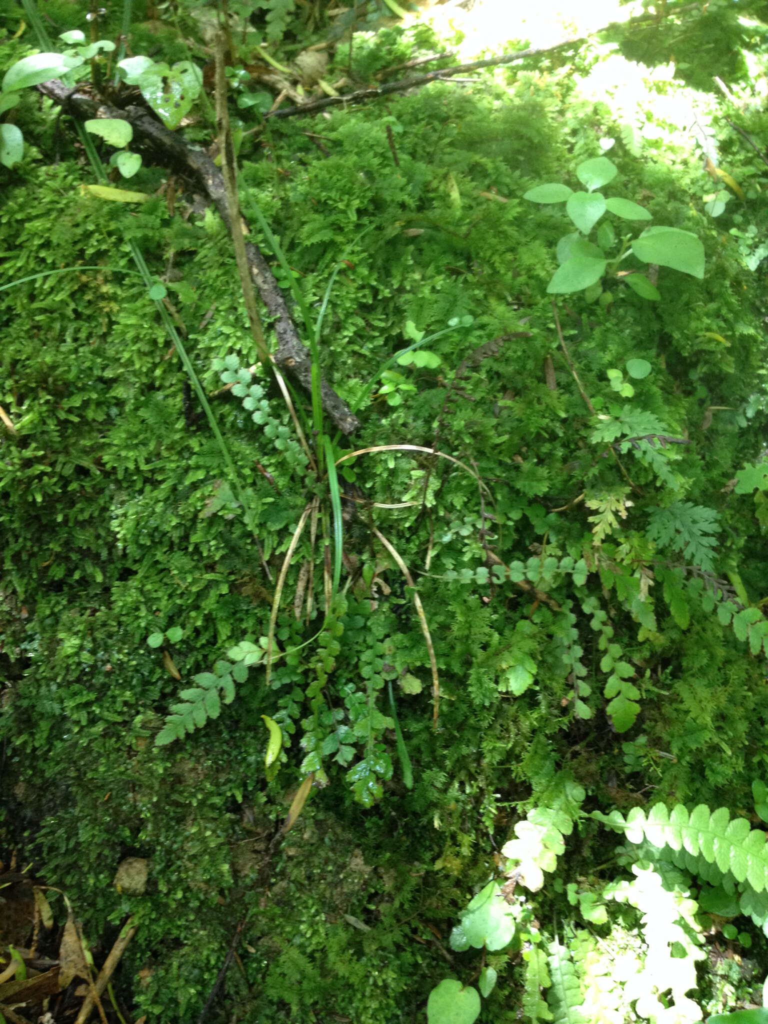 Plancia ëd Austroblechnum membranaceum (Colenso ex Hook.) Gasper & V. A. O. Dittrich