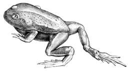 Image of Eastern Water-holding Frog