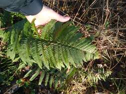 Image de Dryopteris affinis subsp. affinis