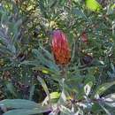 Image of Stink-leaf sugarbush