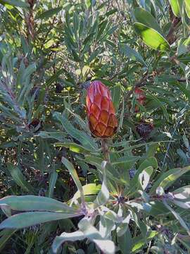 Image of Stink-leaf sugarbush