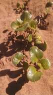 Image of coastal sand verbena