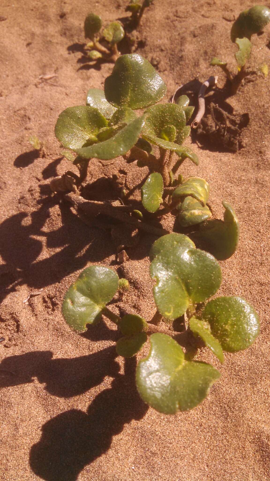 Imagem de Abronia latifolia Eschsch.