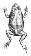 Image of Günther’s Toadlet