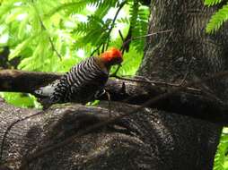 Image of Red-crowned Woodpecker