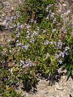 Image de Penstemon grinnellii subsp. grinnellii