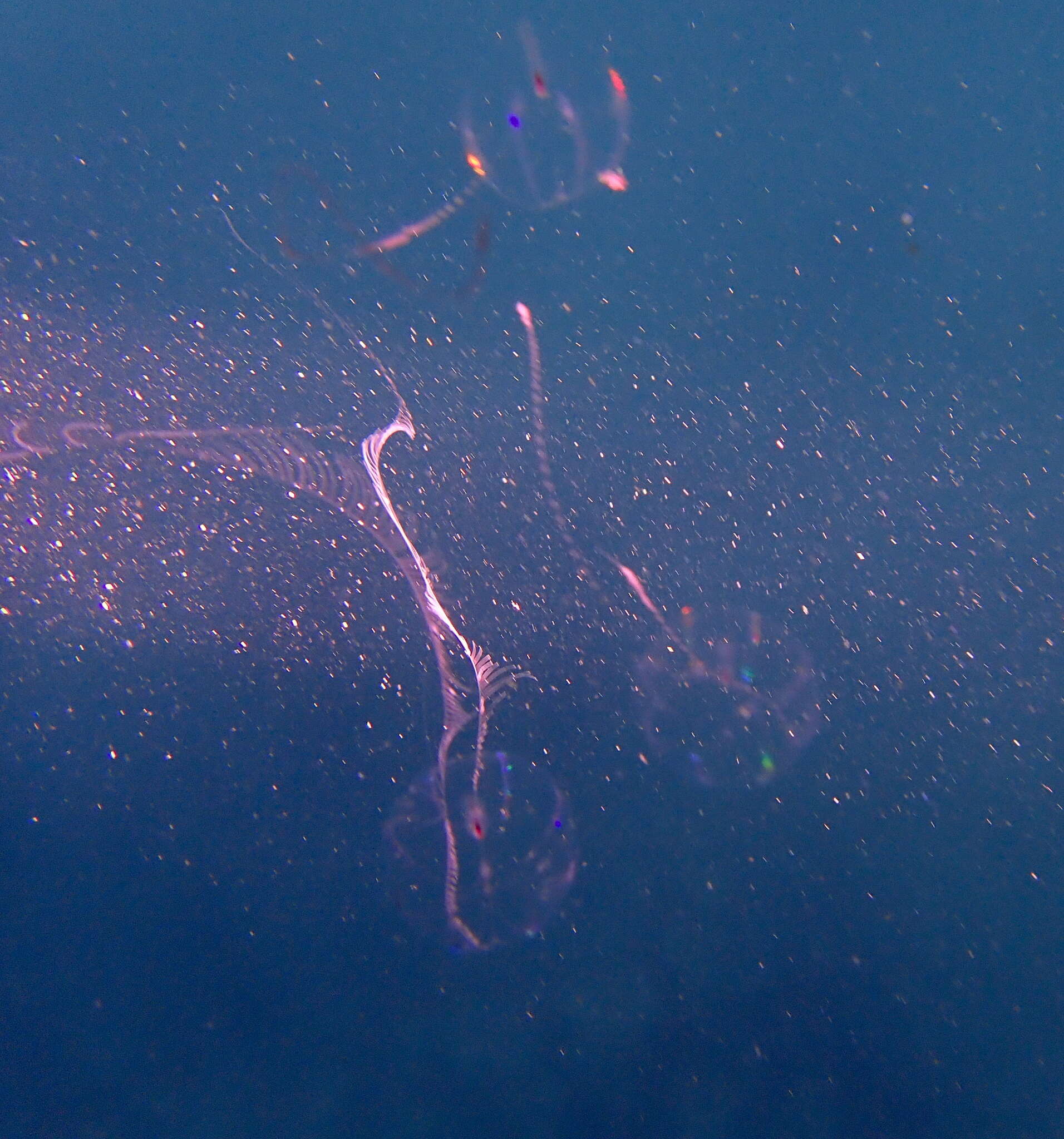 Image of Pacific sea gooseberry