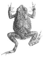 Image of Beddome’s toad