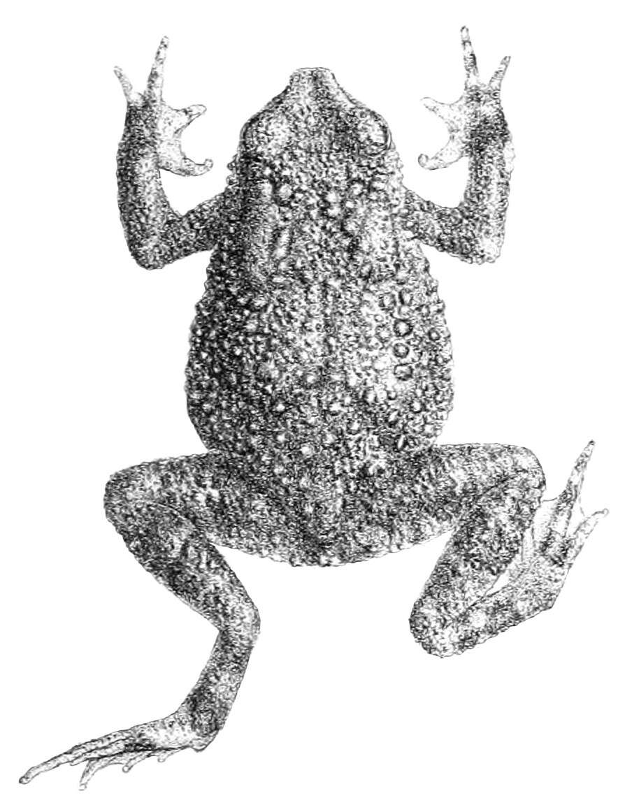 Image of Beddome’s toad