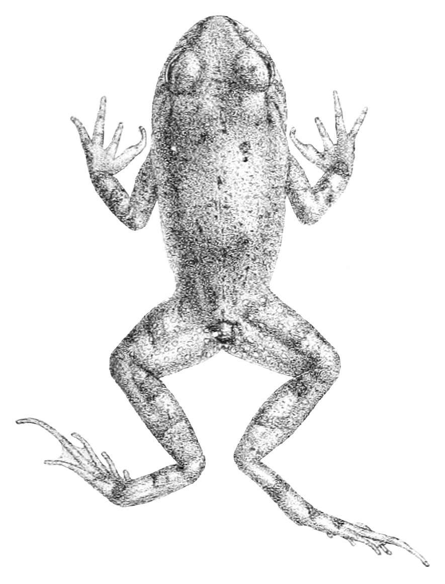 Image of Blanford’s Toad