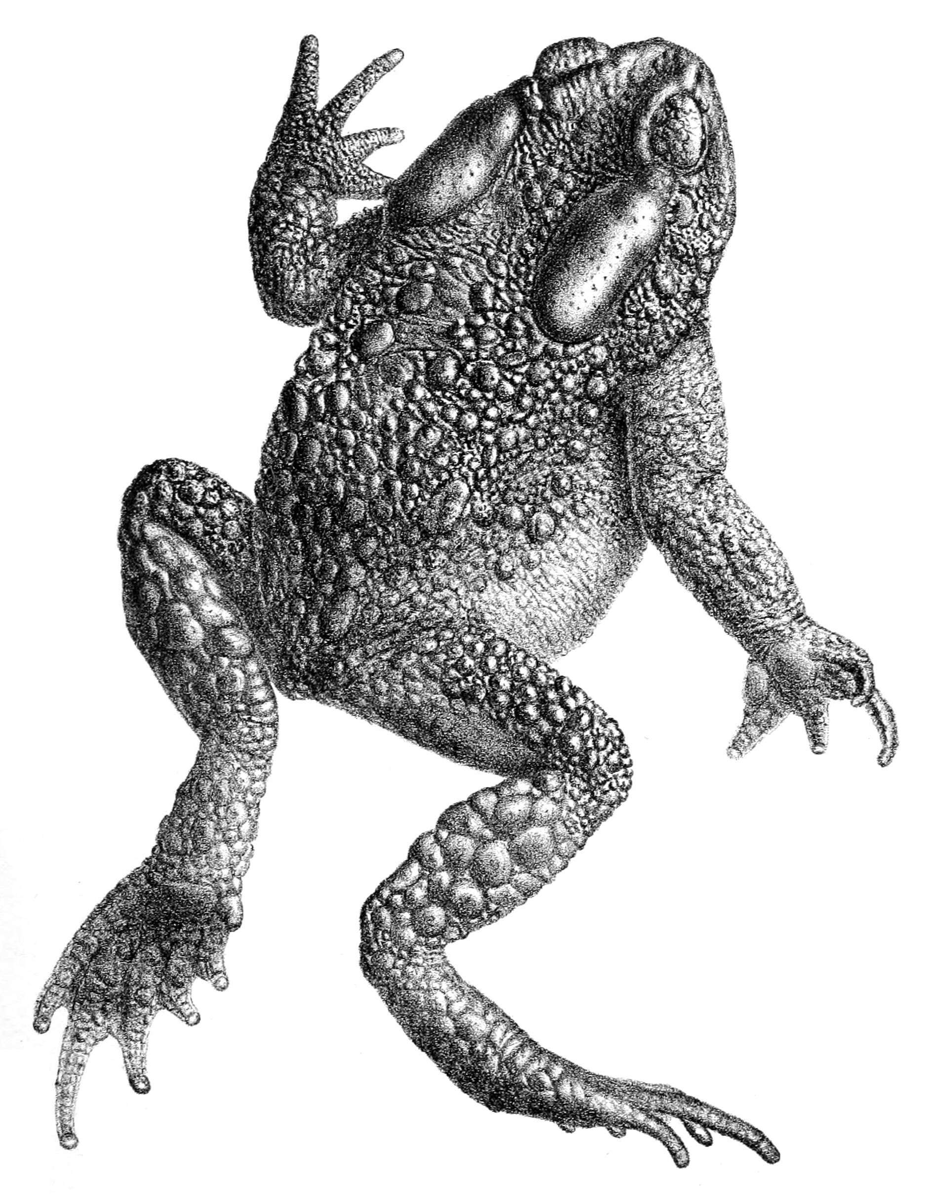 Image of Himalayan Toad