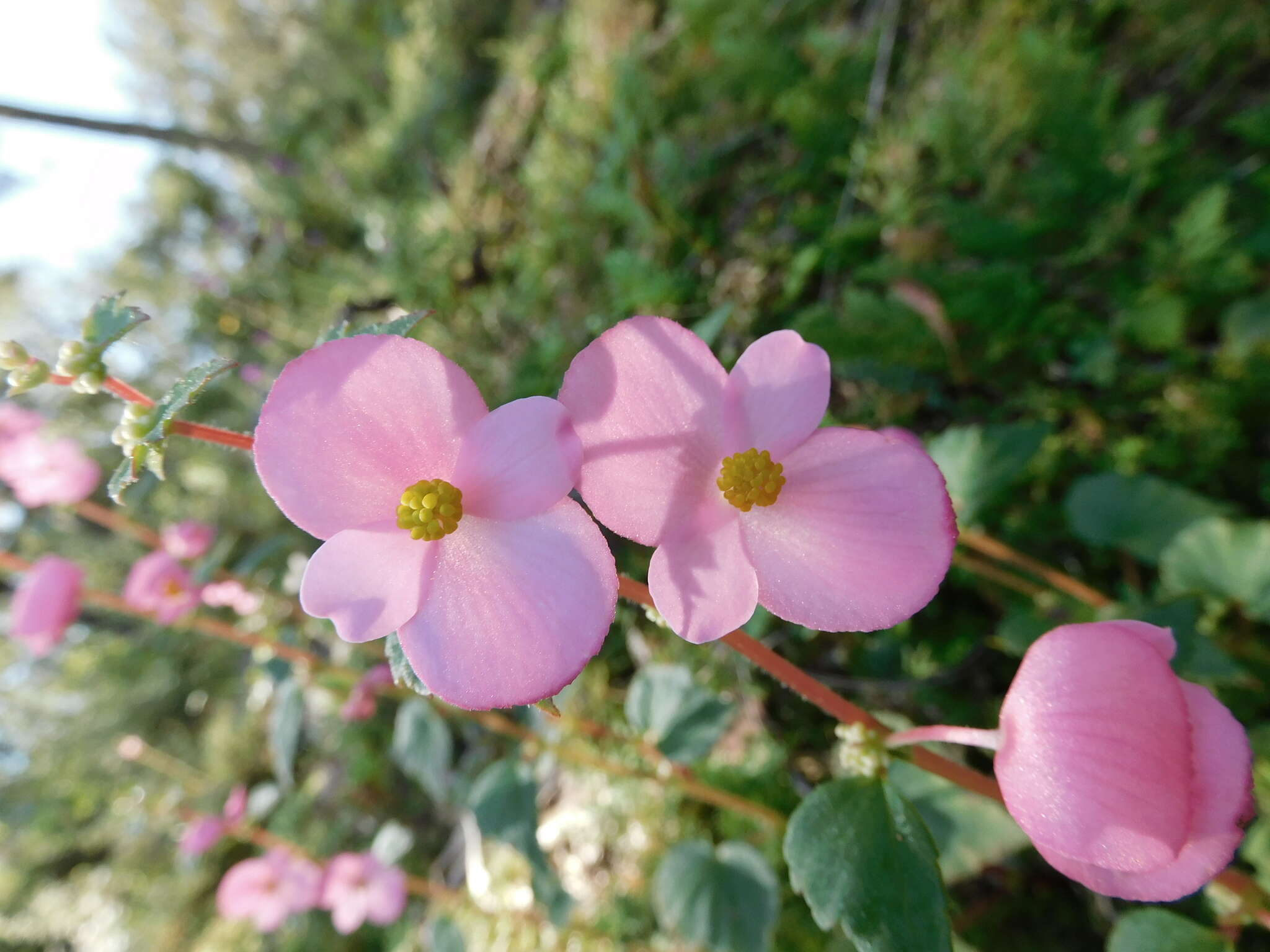 Image of Begonia bulbillifera Link & Otto