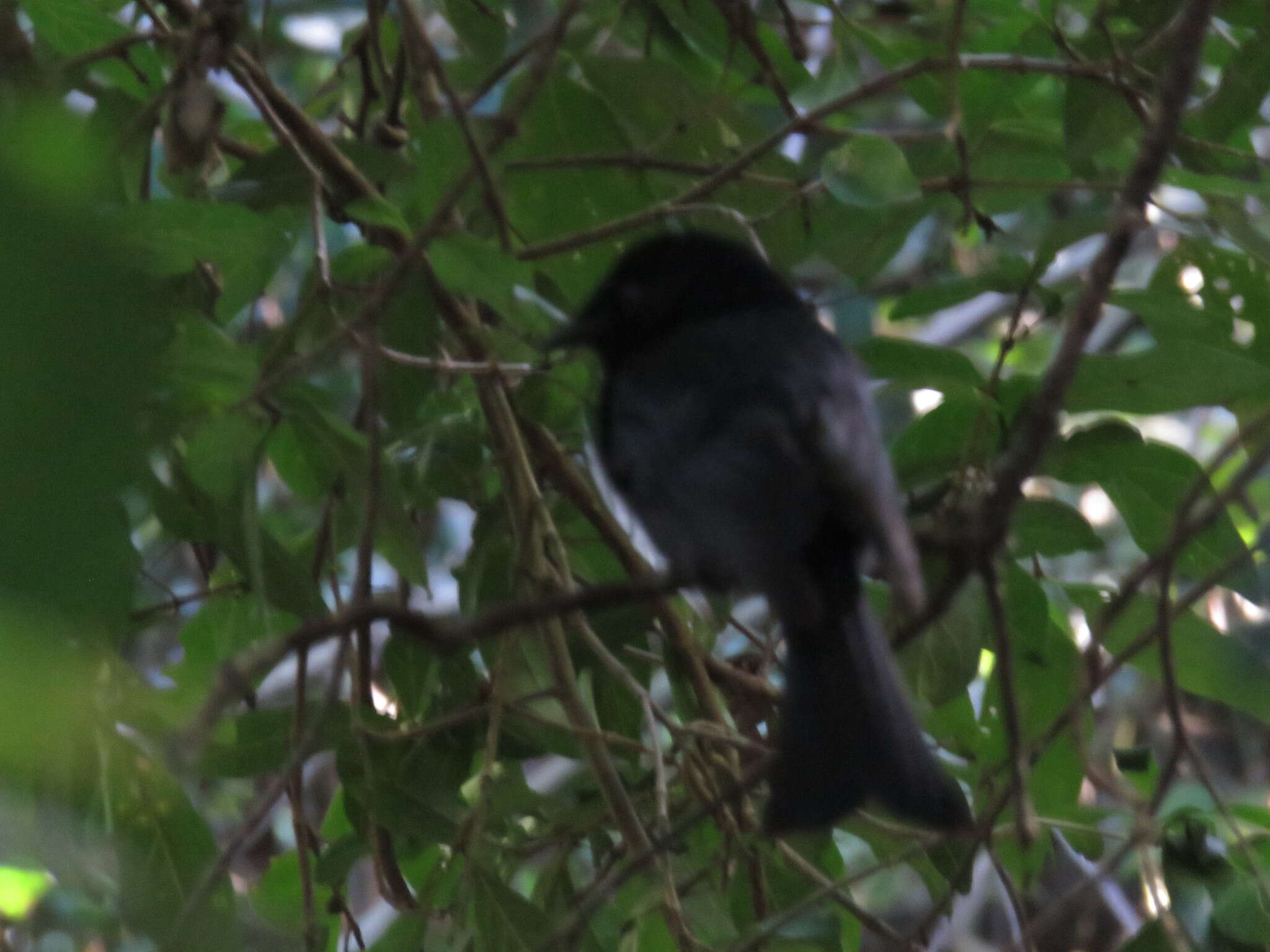 Image of Common Square-tailed Drongo