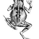 Image of Rhinella ceratophrys (Boulenger 1882)