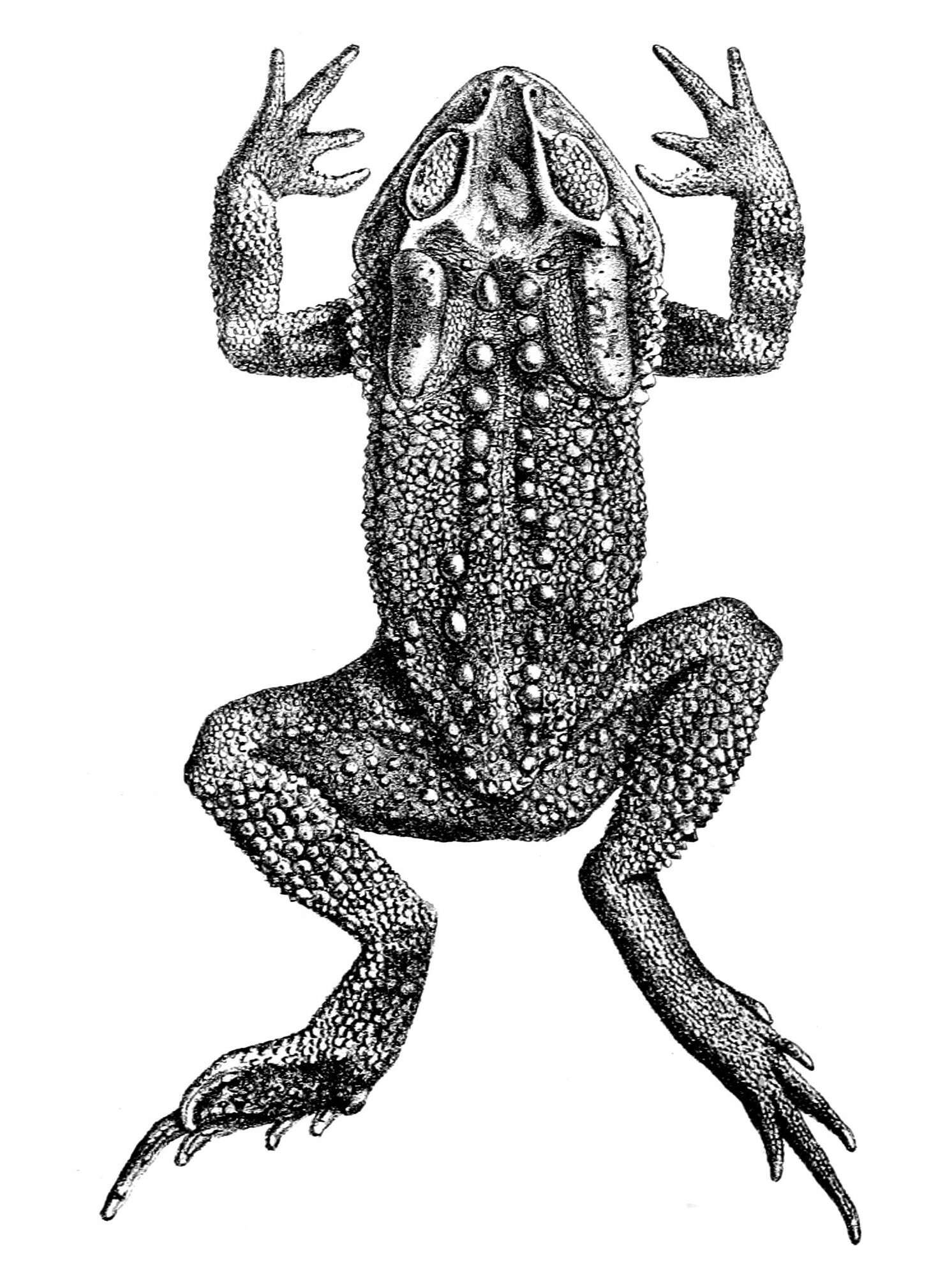 Image of Small-eared Toad
