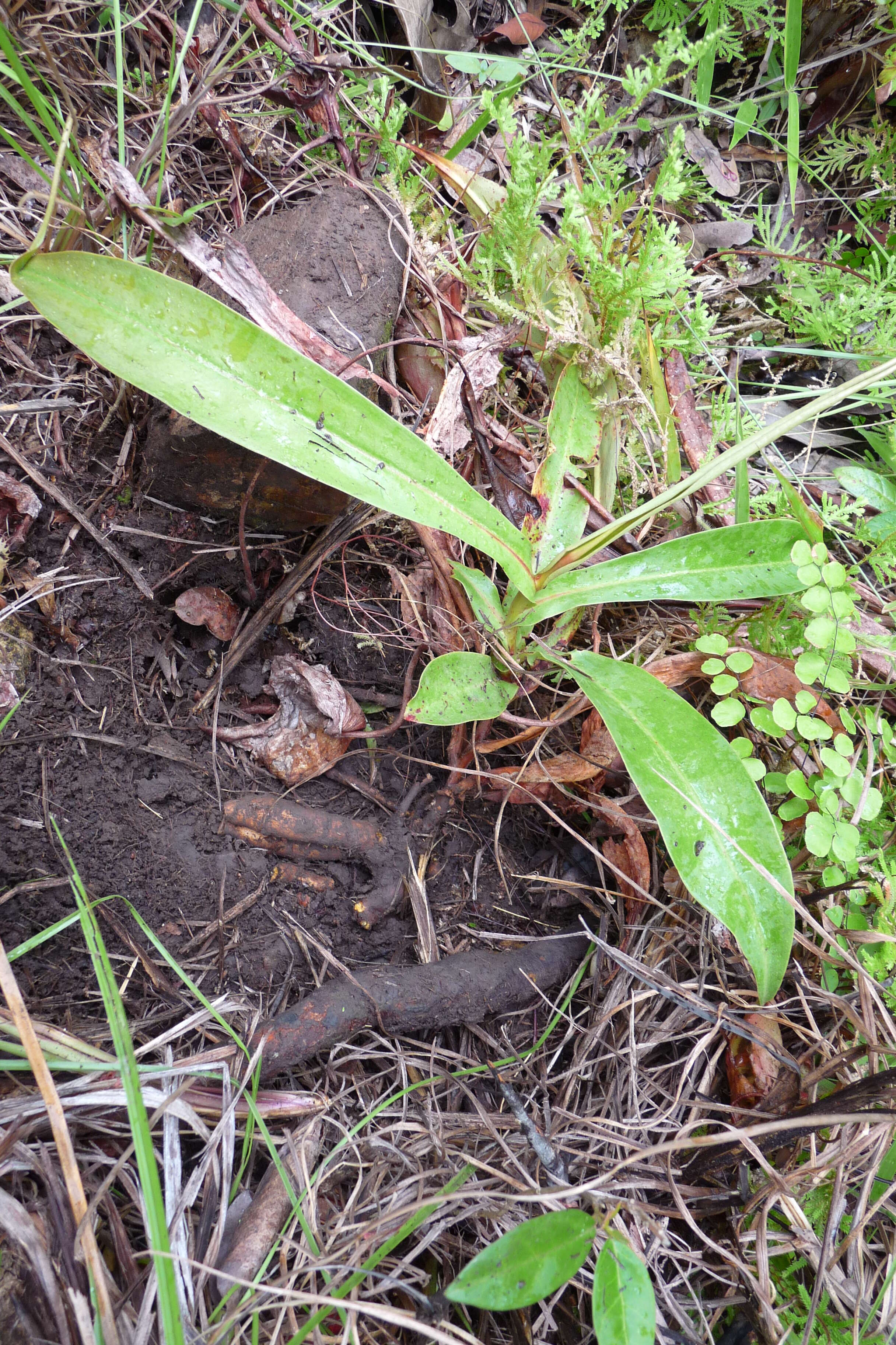 Image of Pitcher plant