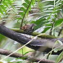 Image of Striated Wren-Babbler