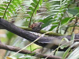 Plancia ëd Ptilocichla mindanensis (Blasius & W 1890)