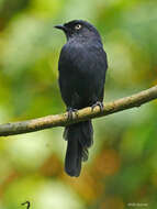 Plancia ëd Melaenornis ardesiacus Berlioz 1936