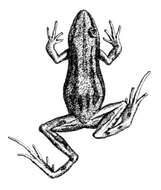 Image of Boreal Chorus Frog