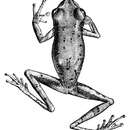 Image of whitebelly treefrog