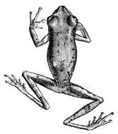 Image of whitebelly treefrog