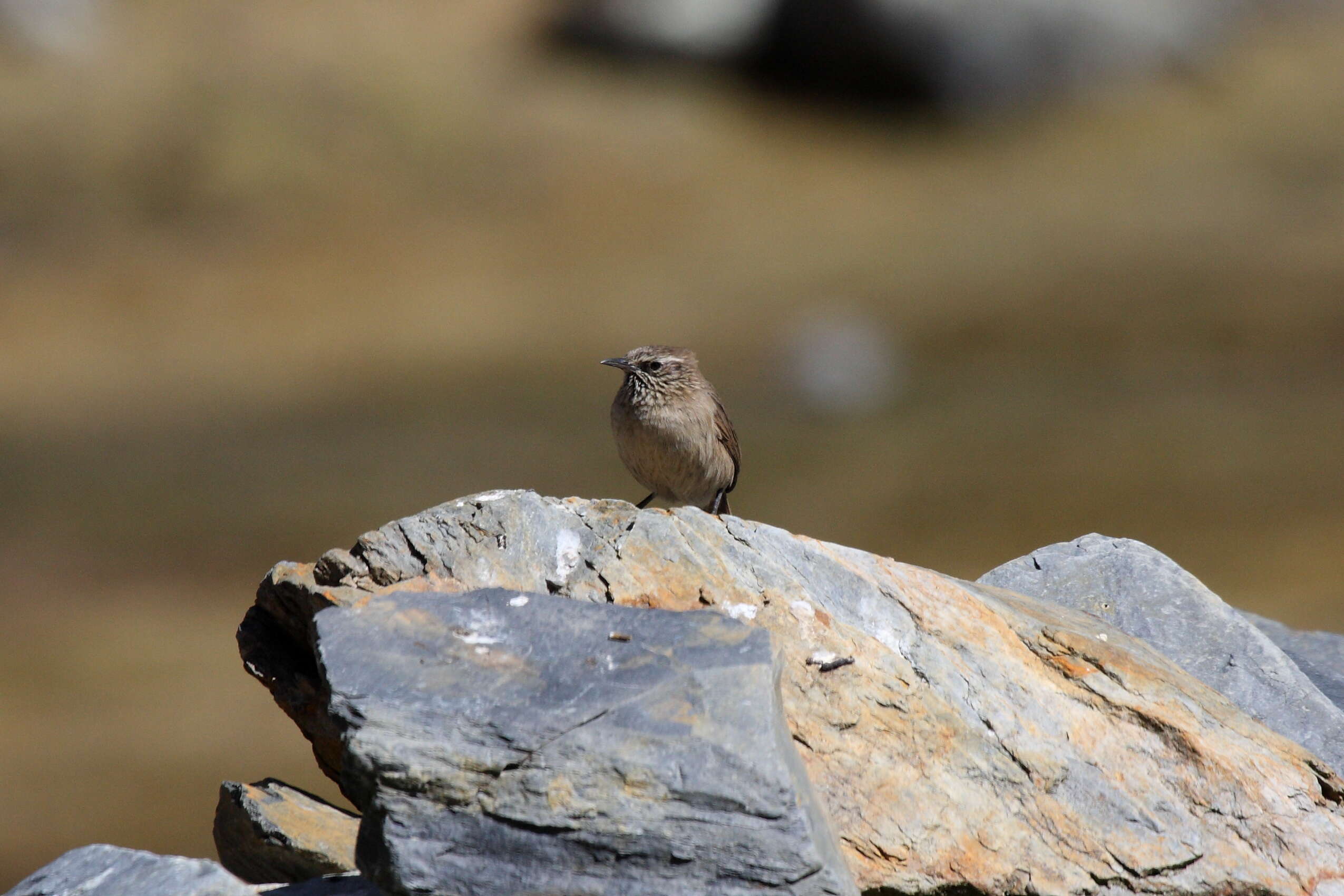 Image of Streak-throated Canastero