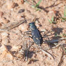 Image de Cicindela (Cicindelidia) obsoleta vulturina Le Conte 1853