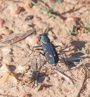 Image of Cicindela (Cicindelidia) obsoleta vulturina Le Conte 1853