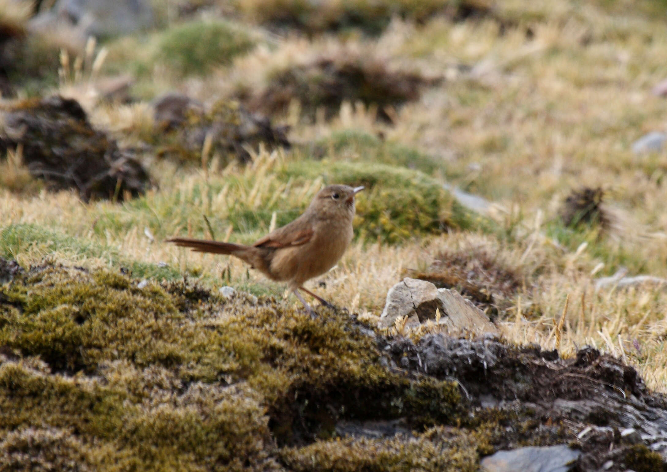 Image of Streak-backed Canastero